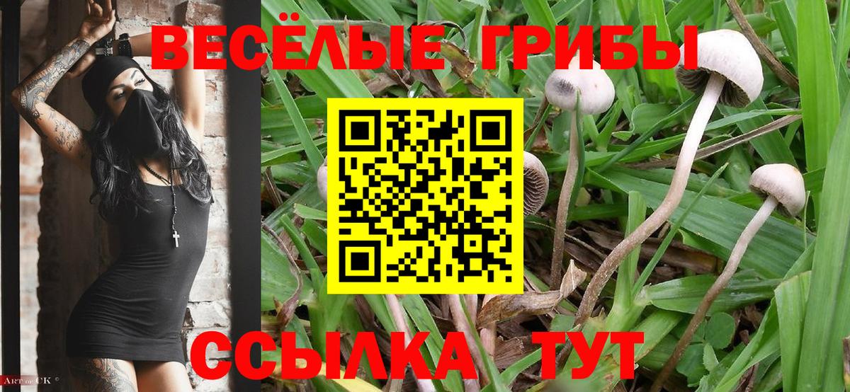 Галлюциногенные грибы Psilocybine cubensis Старая Купавна